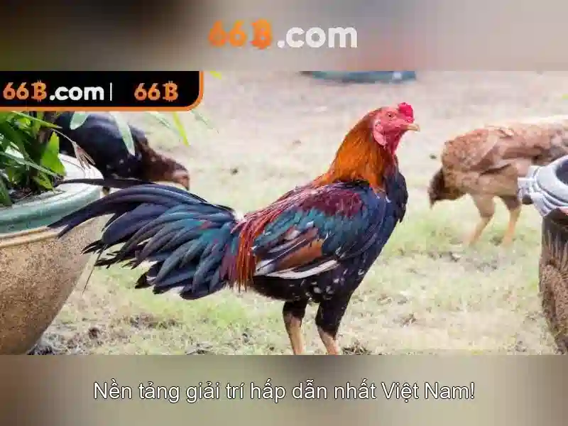 66b: Khái niệm, nguồn gốc và ứng dụng