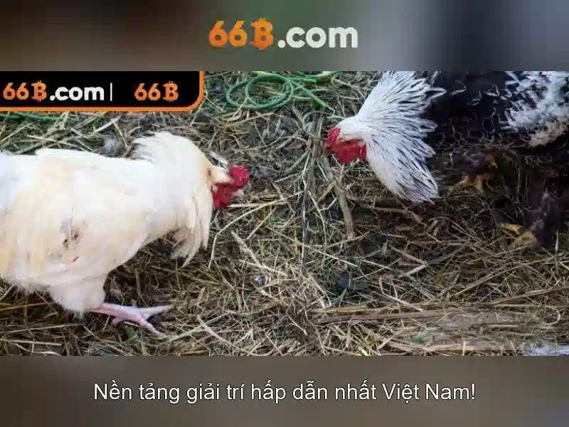 66B là gì và tầm quan trọng của nó